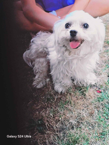 Maltese Boy for Stud