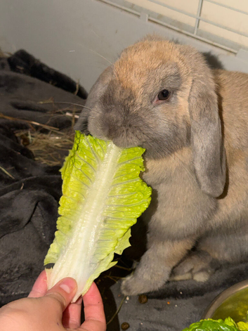 Mini lop
