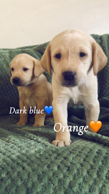 Amazing Labrador ready now