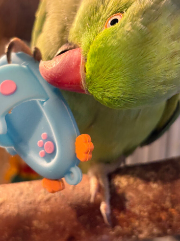 I have for sale a Quaker, a green ringneck and a pineapple conure