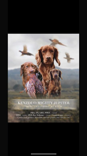 Kc cocker spaniel puppies