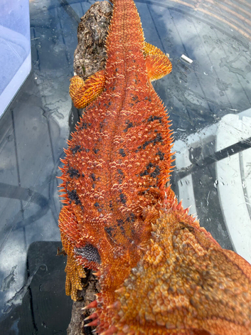 Bearded Dragons