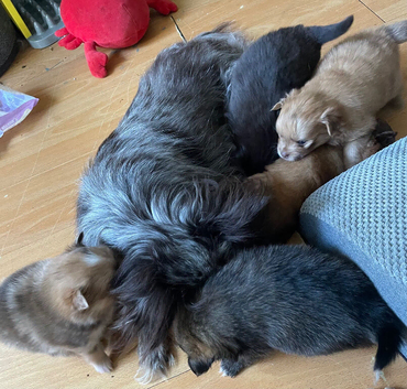 Pomeranian x puppies