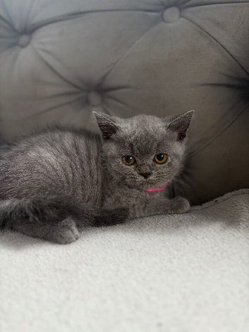 British short haired kittens