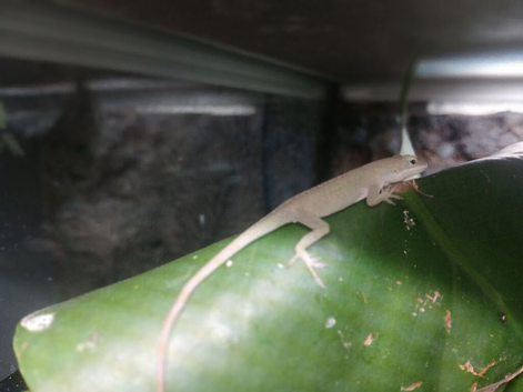 Green anole babies