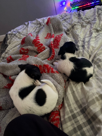 Jack chi (Jack Russell chihuahua cross)