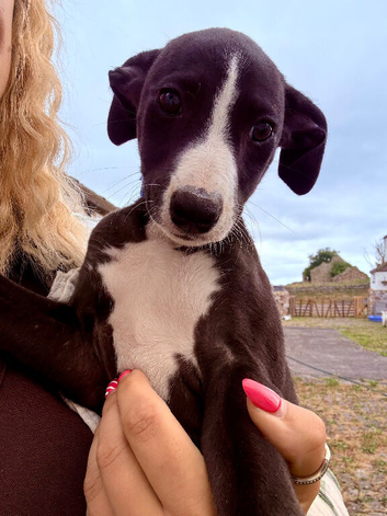 Whippet Puppies - ready to leave