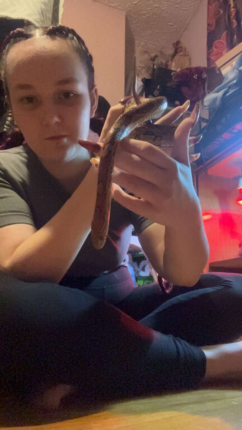 Gucci the corn snake