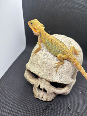 Baby bearded dragons ready