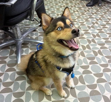 Small true to type beautiful Pomsky boy looking for a new home.