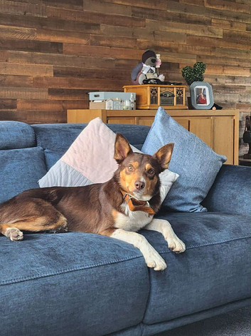 Collie