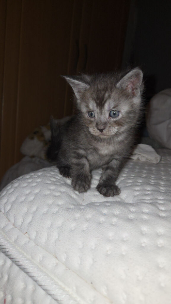 Stunning kittens ready end of June