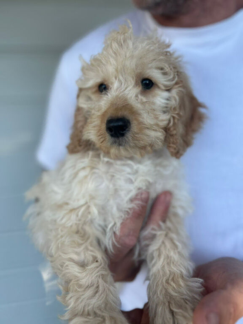 GORGEOUS COCKAPOO PUPPY MALE