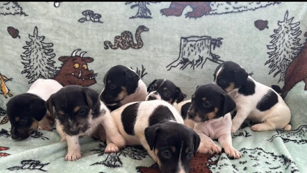 Jack Russel puppies