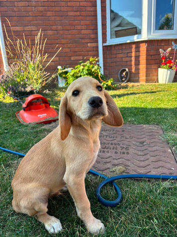 BOY READY NOW COCKERDOR Labrador x Cocker Spaniel