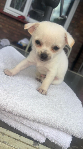 Chihuahua puppy 1 left