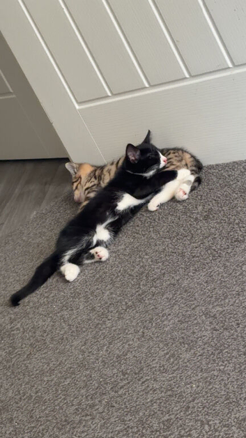1 Male kitten needing home