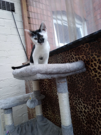 Kittens for sale