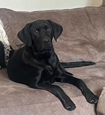 Black Labrador