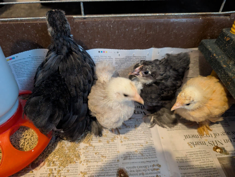 Pekin&rsquo;s  bantams