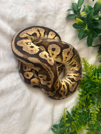 Stunning snakes