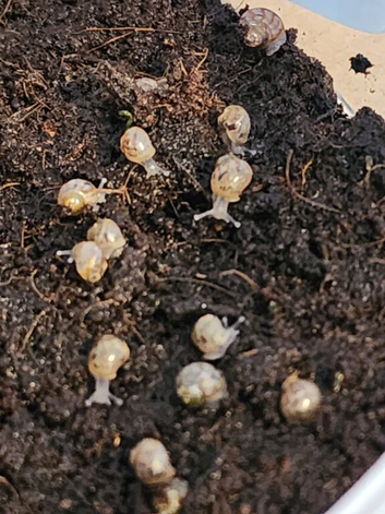 Baby Giant African land snails