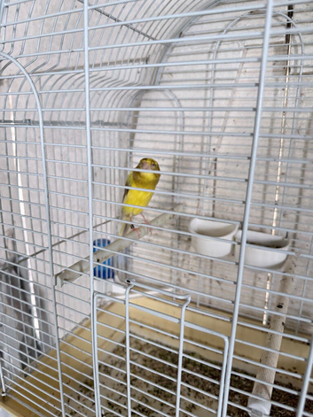 57+ Canary Birds, Goldfinches & Complete Breeding Setup for Sale &ndash; &pound;2,000