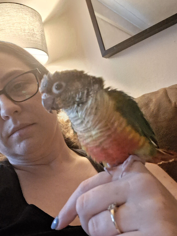 Hand reared babyconure