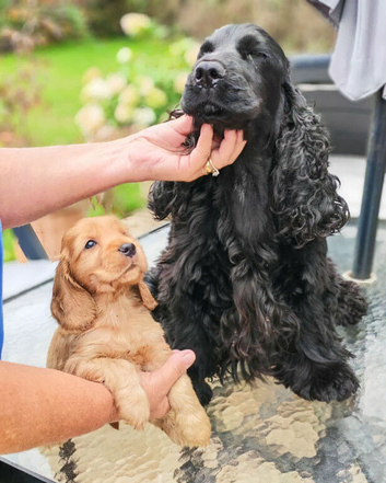 COCKER  SPANIEL PUPPIES    [KC REG]