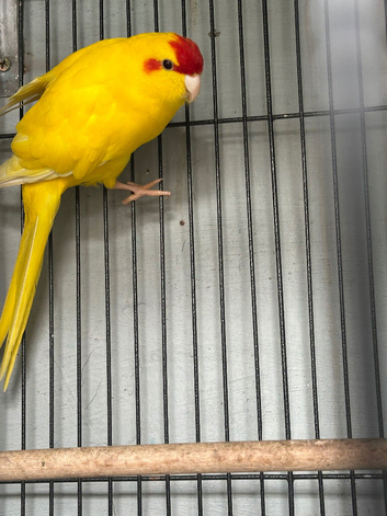 Pair of Kakari