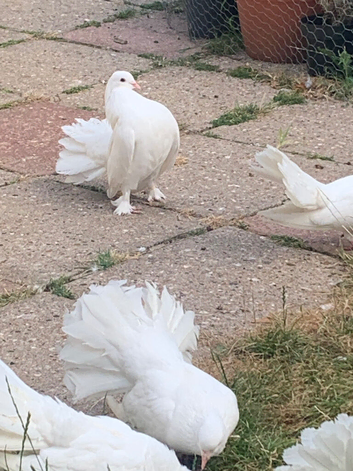 White Fantail. Pigeons