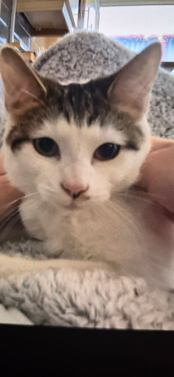 Missing white and tabby small female cat
