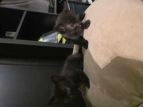 Two black kittens looking for new home