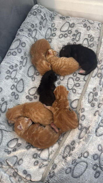 Ready 10th August Kittens
