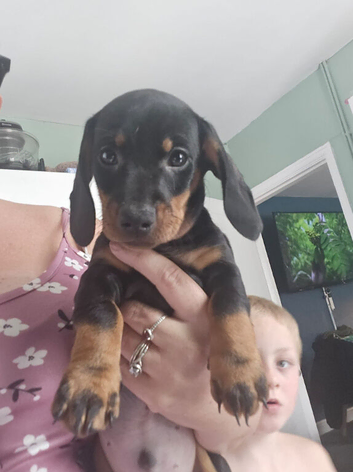 Dashhound boy 5 months