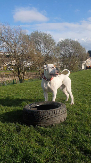 *STUD* American Bulldog