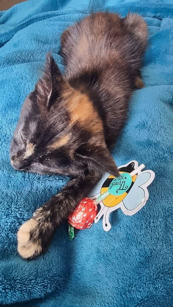 Little friend - Jane