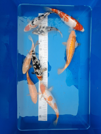 Koi carp for sale