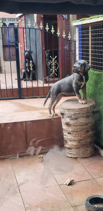 Cane corso