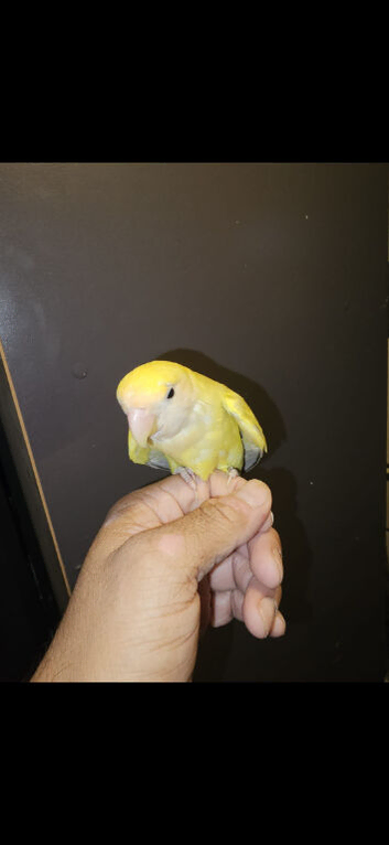 Yellow love bird silly tamed