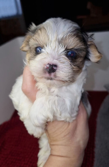 1 x blueberry Yorkshire Terrier puppie