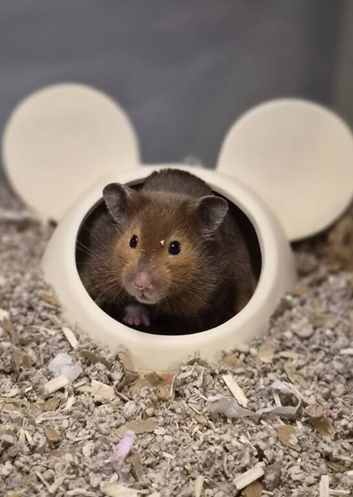 13month old female syrian hamster