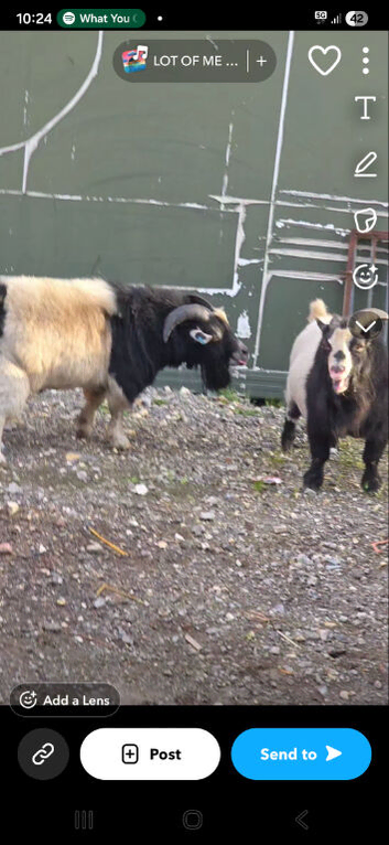 2 Billy goats