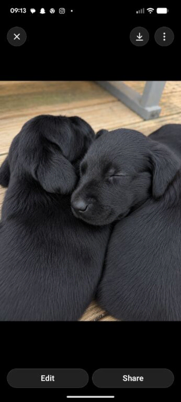 Kennel Club Black Labradors