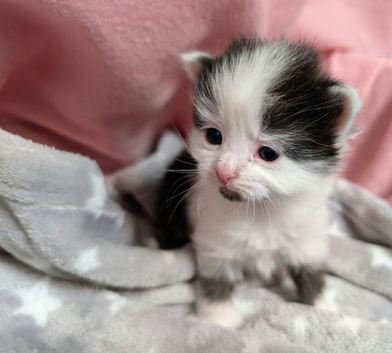 Very pretty kittens, wormed/flead/litter trained &pound;80