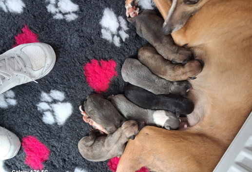 Whippet Puppies