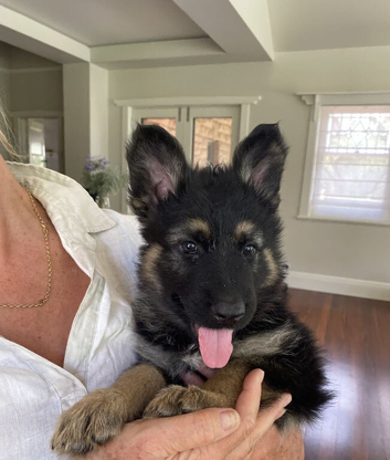 blessed with two healthy purebred German Shepherds
