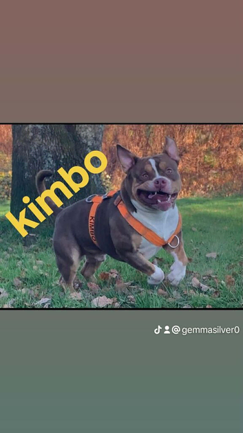 Ftenchbully girl