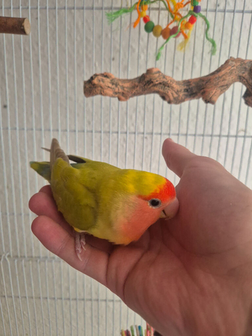 Handreared Female Lovebird
