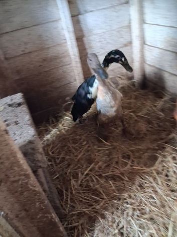 Indian runner ducks